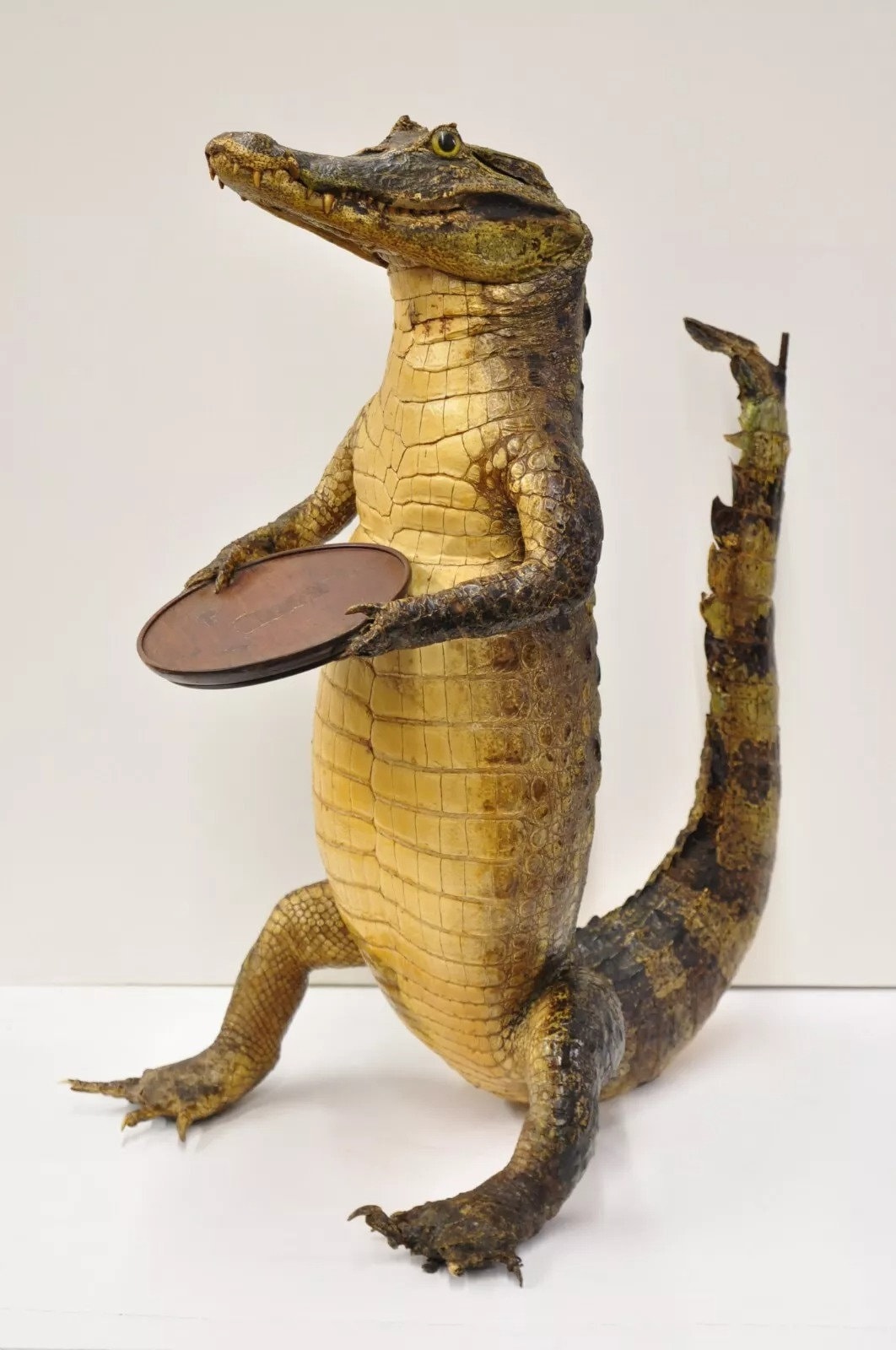 Vintage Alligator Waiter Standing Full Body Mount Taxidermy