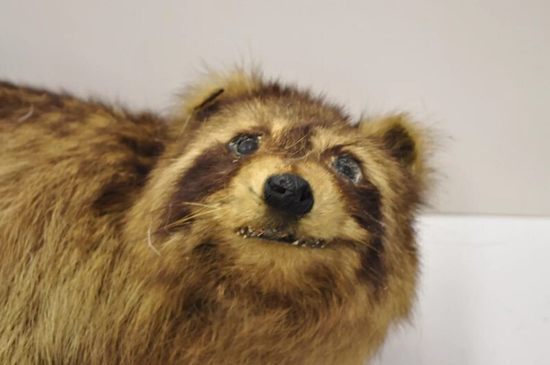 Rattan Racoon Vintage Full Body Mount Stuffed Racoon Wall Hanging Taxidermy Mancave ...