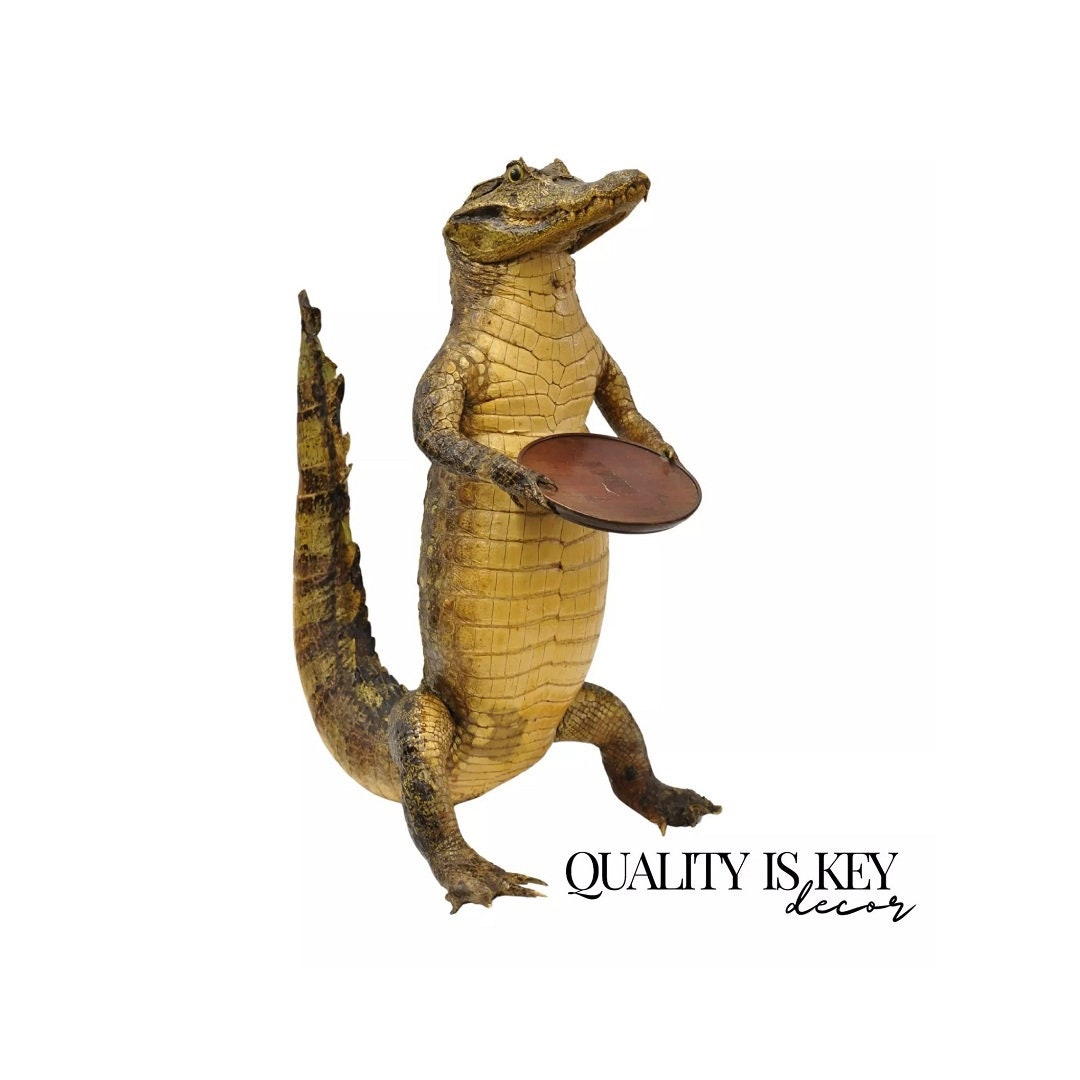 ロッド ALLIGATOR STANDING LIMITED 150-170 Vintage Alligator Waiter Standing Full Body Mount Taxidermy