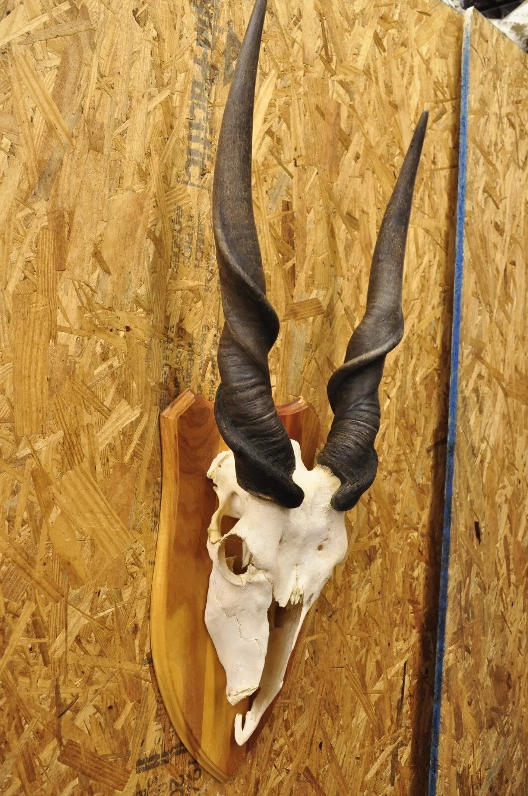 Vintage African Eland Skull Mount With 24