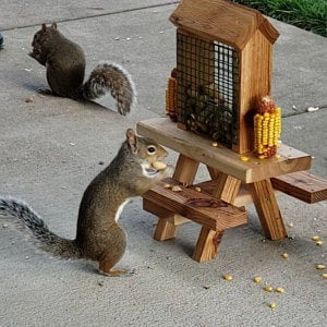 Squirrel Mini Picnic Table Peanut Feeder | Holds Peanuts and Corn on the Cob | Cedar Wood | Add On Starter Bag of Squirrel Food is Available