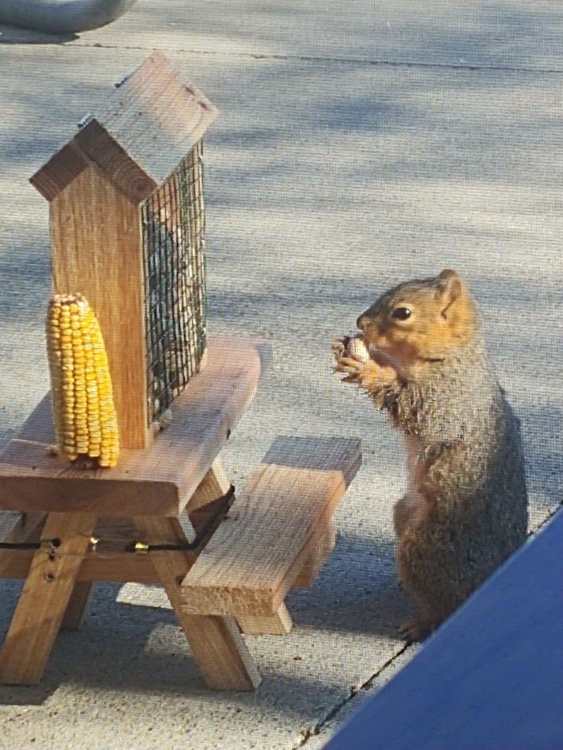 Squirrel Mini Picnic Table Peanut Feeder Holds Peanuts and Etsy