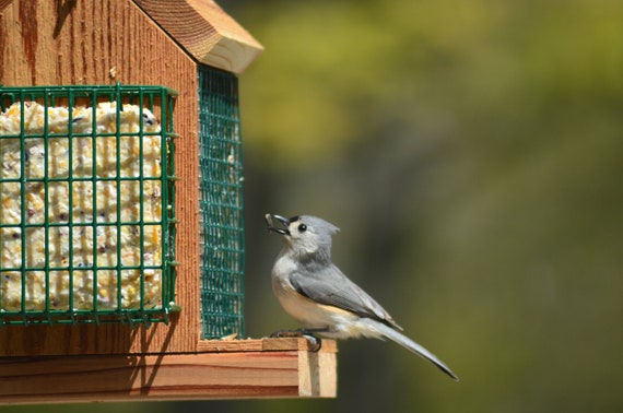 Wild Bird Food: Bird Seed, Suet, Feed & More (Free Shipping)