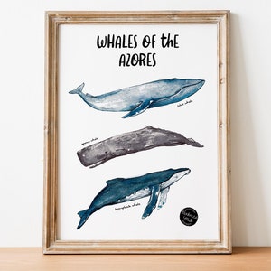 Carte postale A6 Baleines des Açores