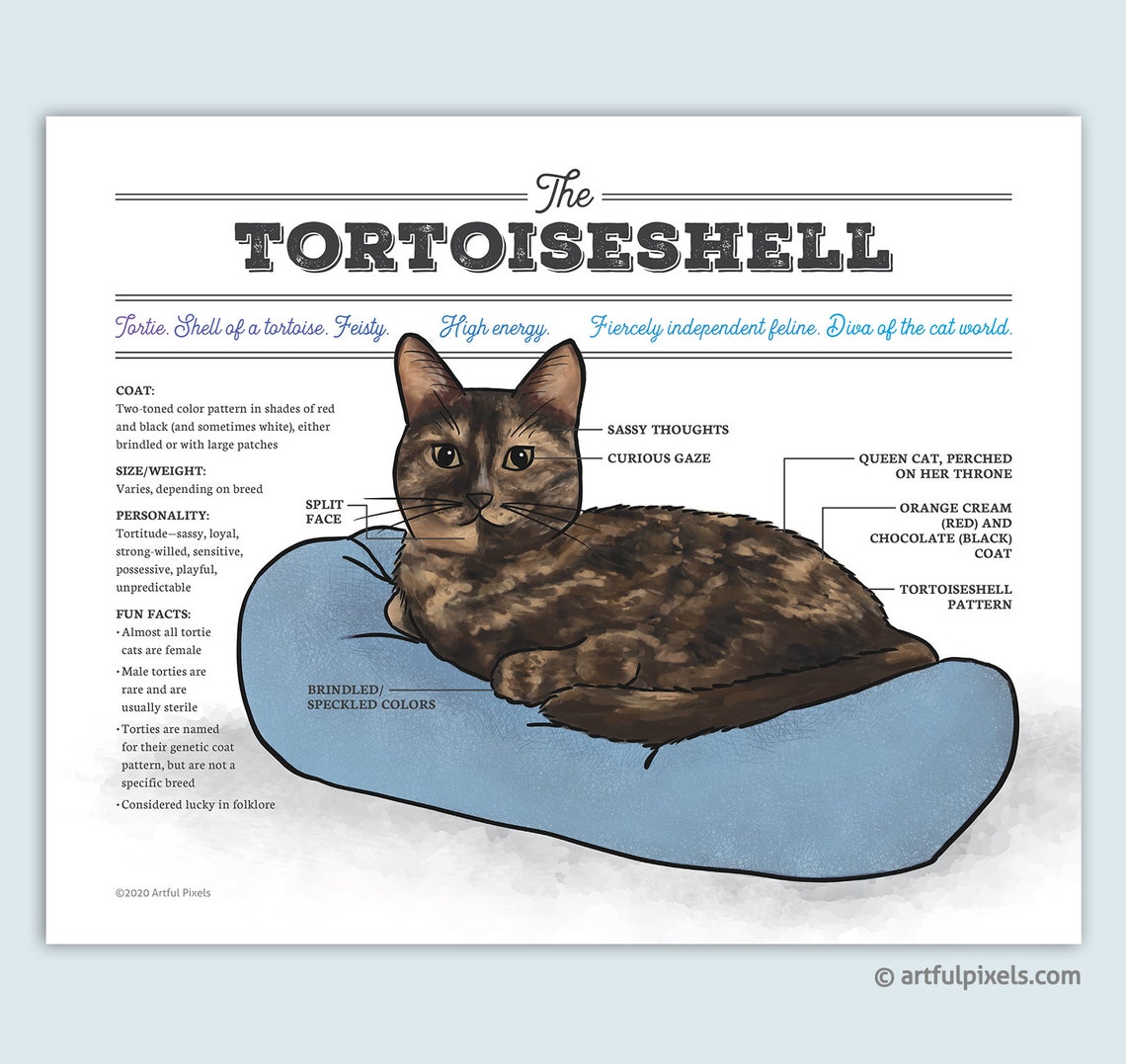 Tortoiseshell Cat Anatomy Wall Art Print | Tortie Infographic Chart ...