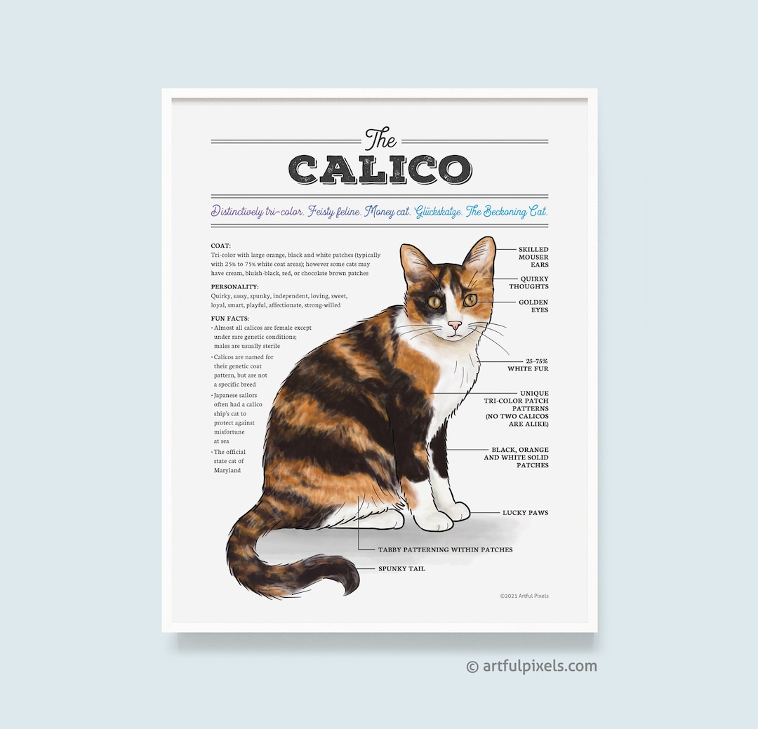 Calico Cat Art, Cute Calico Cat Poster, Cat Breed Artwork, Funny Gift