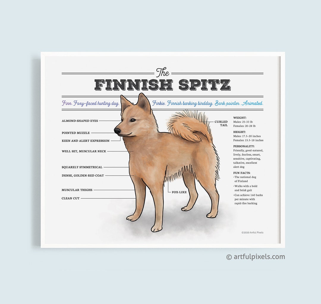 Dingo Poster Print / Infographic