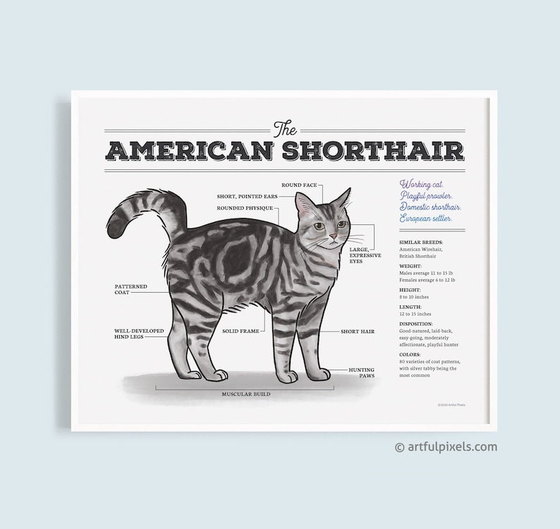 Grey Tabby Cat Art, American Shorthair Cat Breed Illustration, Funny Gift for Her, Cat Chart Poster, Watercolor Artwork, Home Decor UNFRAMED image 1