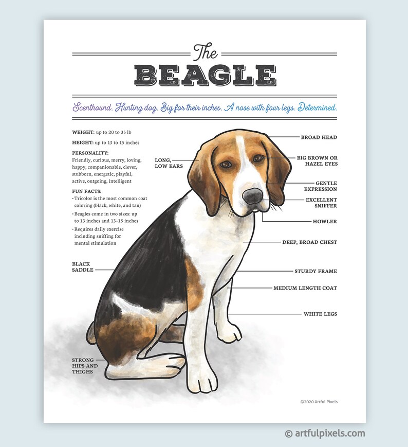 Beagle Art Print Dog Breed Chart Poster Dog Diagram Etsy