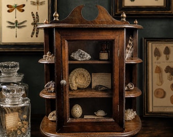 May include: A dark brown wooden display cabinet with a glass door and open side shelves. The cabinet contains various natural specimens including an ammonite fossil, a speckled egg, mineral clusters, a small glass bottle, and a handwritten note.