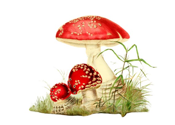 ヴィンテージの赤いキノコの水彩画プリント：ボタニカルコテージ