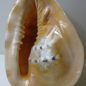 Large 10X9&quot; Natural Helmet Conch Sea Shell Collectible Home Decor seashell6
