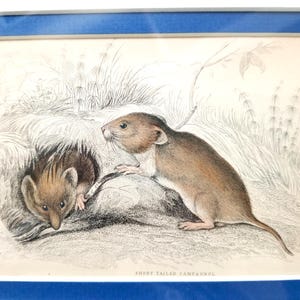 May include: An antique print of two short-tailed voles in a natural habitat, with detailed linework and soft coloring. The print is framed in a blue border, with the text "PLATE 29" visible.