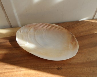 Decorative bowl, shell, bowl, mussel shell