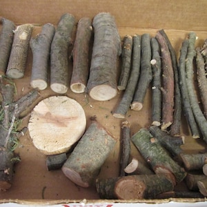 Rustic Wood Stump Set: Cherry, Cedar, Hickory - Terrarium Decor