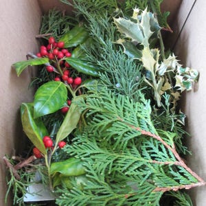Puede incluir: Una colección de ramas perennes frescas que incluye ramas de cedro verde oscuro, hojas de acebo verde brillante con bordes afilados y una ramita de acebo con bayas de color rojo brillante, todo dispuesto dentro de una caja de cartón.