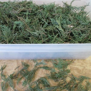 Organisch Getrocknete Östliche Rote Zeder: Blätter, Stiele, Nadeln, Beeren