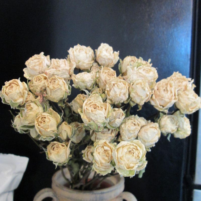Dried White Roses - Etsy