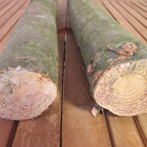 May include: Two sections of tree trunks with visible growth rings at the cut ends. The bark is green and gray, with a rough texture. The cut ends show concentric circles of light brown and tan wood.