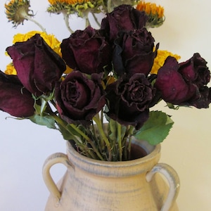 Dark Red Roses Dried Flowers Rose Stems