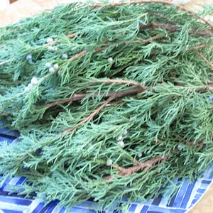 Fresh Juniper (Juniperus virginiana) Leaves/Tips, Eastern Red Cedar Branches, Aromatic Cedar Leaves, Wedding Decor