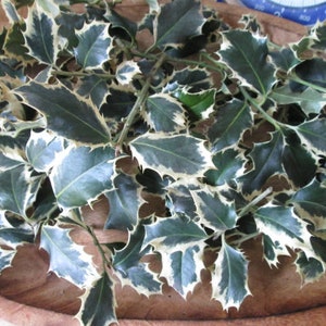 Holly leaves Dried or Fresh, Holly leaf clusters