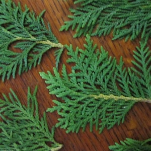 Cedar Fresh or Dried Leaves- Northern White Cedar Branches - Thuja occidentalis Whole Leaf