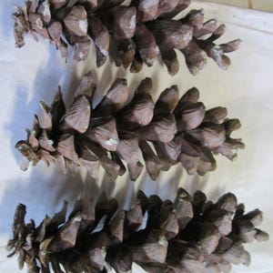Organic Pine Cones & Hemlock: Rustic Woodland Craft Supplies
