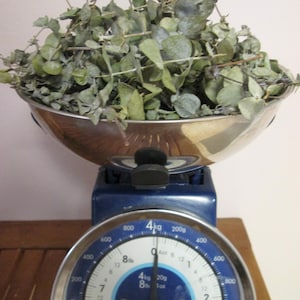 Tallos de eucalipto secos en espiral – Hojas verdes escarchadas para decoración, popurrí, bricolaje