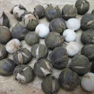 Hickory Nuts,  Real Hickory Nuts Squirrels Food, Untreated Hickory Nuts, Cleaned Dried HICKORY Nuts
