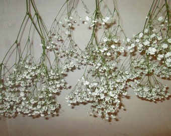 Dried White Baby's Breath Bouquet: Natural Gypsophila Stems