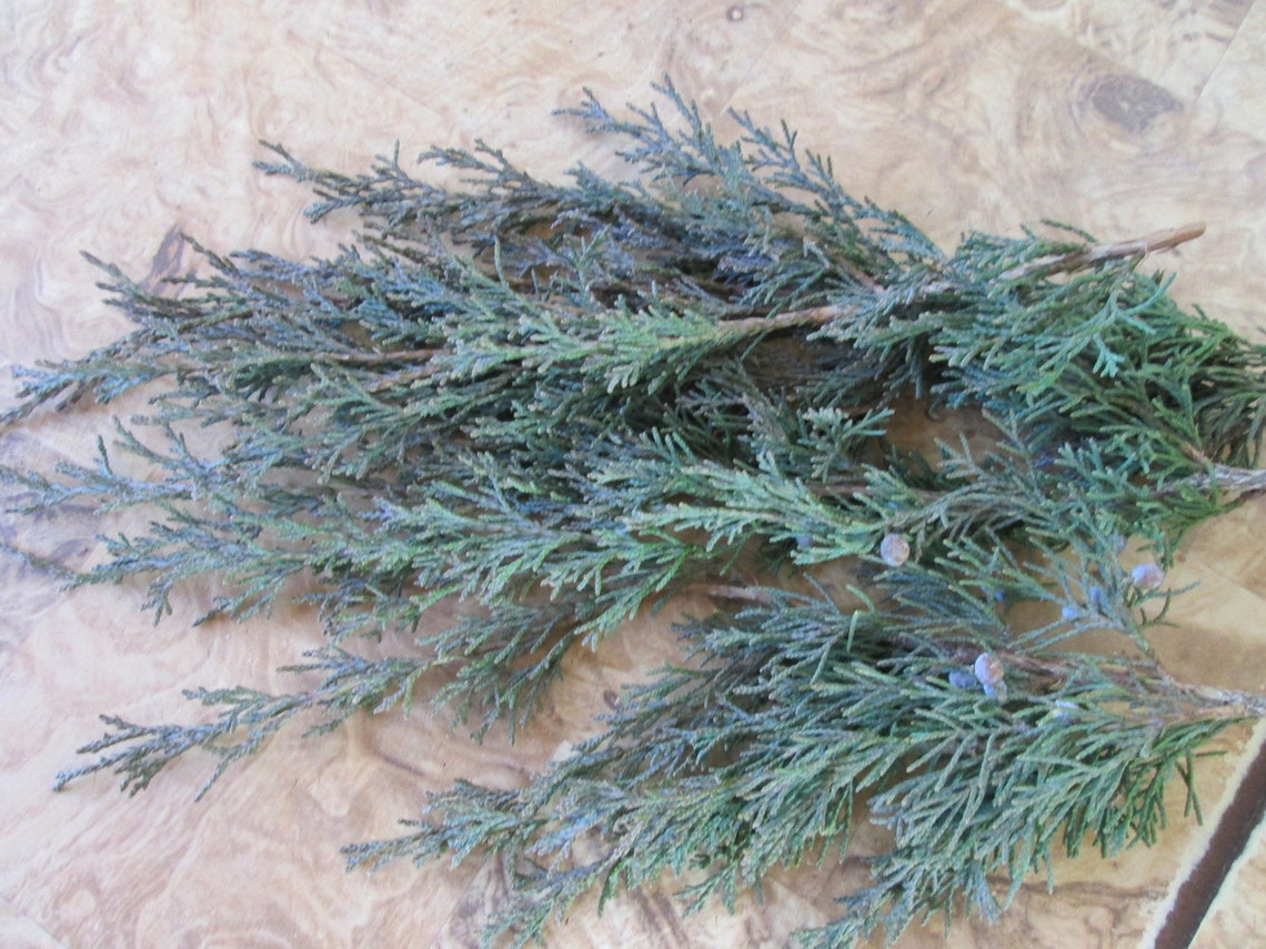 Cedar Fresh Leaf Tip Eastern Red Cedar Branches Virginian Etsy