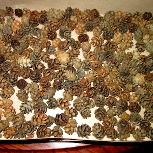 May include: A collection of various sized pine cones in shades of brown, tan, and grey fill a cardboard box. The cones are arranged closely together, creating a textured surface. The image is well-lit, highlighting the natural details of the cones.