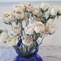Preserved Ruscus | Bleached White | Dried Flowers - Etsy UK