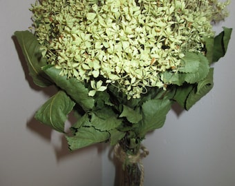 Dried Hydrangea – Annabelle Bouquet or Single Invincibelle Limetta Stem – Wedding & Home Decor