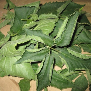 Dried Blackberry Leaves & Bramble Stems – Herbal Tea, Rustic Decor, Folklore-Inspired Bundles