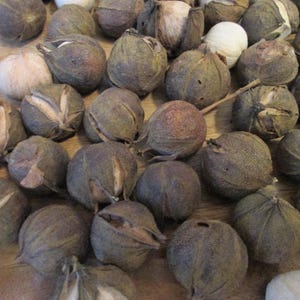 May include: A collection of dried cotton bolls in various stages of opening, displaying shades of brown, green, and white. Some bolls are fully closed, while others reveal the fluffy cotton inside. The bolls are arranged on a wooden surface.