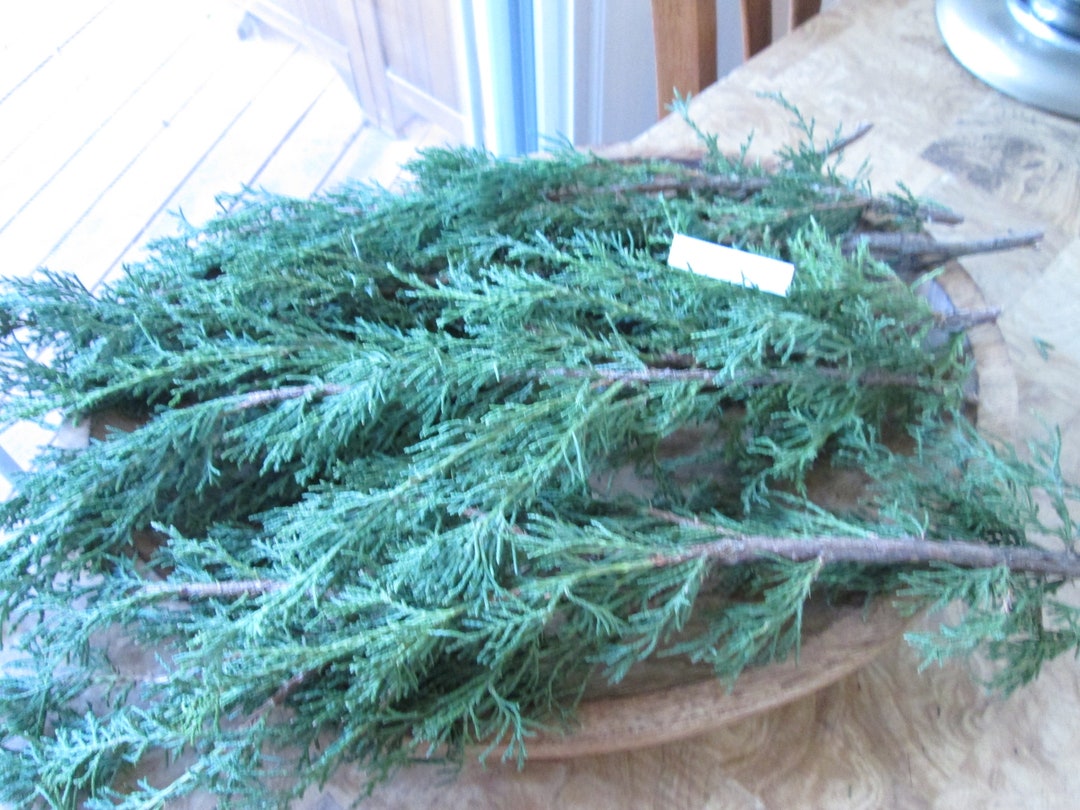 Cedar Fresh Leaf Tip Eastern Red Cedar Branches Virginian Etsy UK