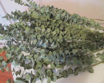 Getrocknete Eukalyptus-Spiralen - gefrostete grüne Blätter für Decor, Potpourri, DIY