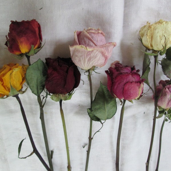 Assorted Color Dried Rose Bunch Multi Color Long Stem Roses Set of 5 Different Colors Dried Roses Rustic Decor