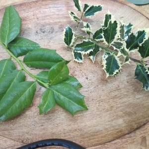 Fresh or Dried Holly Leaves & Stems – Green or Variegated – Crafting, Wreaths, Holiday Decor