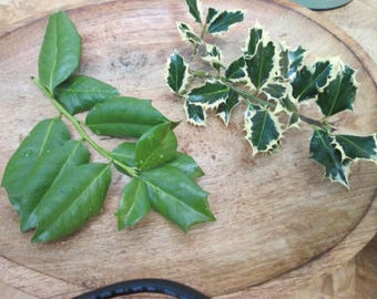 Fresh or Dried Holly Stems & Leaves – Green or Variegated – Wreaths, Crafts, Winter Decor