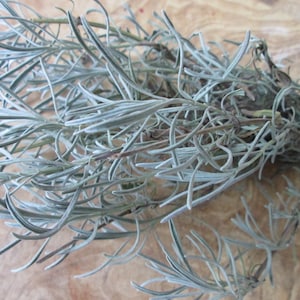 Dried Hidcote Lavender Bundle: English Lavender Stems, Wedding Favor