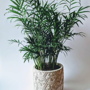 Puede incluir: Una planta verde en maceta con hojas largas y estrechas en una maceta de cer&aacute;mica blanca con un patr&oacute;n geom&eacute;trico.