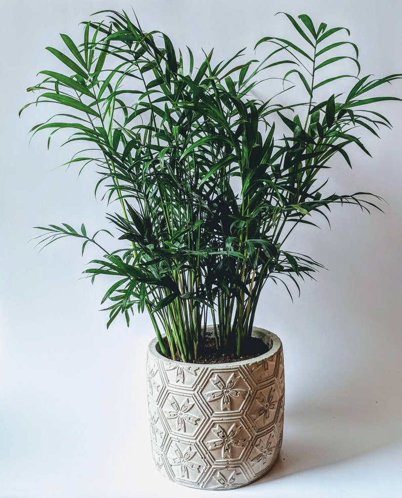 Puede incluir: Una planta verde en maceta con hojas largas y estrechas en una maceta de cer&aacute;mica blanca con un patr&oacute;n geom&eacute;trico.