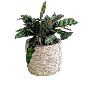 Puede incluir: Una planta de interior verde y blanca con hojas variegadas en una maceta de cer&aacute;mica blanca con un patr&oacute;n geom&eacute;trico.