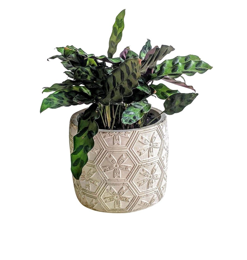 Puede incluir: Una planta de interior verde y blanca con hojas variegadas en una maceta de cer&aacute;mica blanca con un patr&oacute;n geom&eacute;trico.