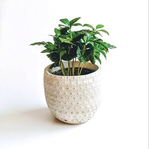 Op de afbeelding: Een groene, bladerrijke plant in een witte keramische pot met een geometrisch patroon. De pot is rond en heeft een brede basis.