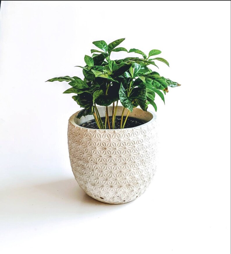 Op de afbeelding: Een groene, bladerrijke plant in een witte keramische pot met een geometrisch patroon. De pot is rond en heeft een brede basis.