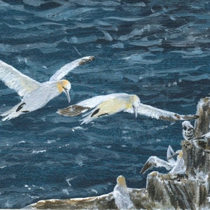 Northern Gannet Rookery on Newfoundland&#39;s Steep Sea Cliffs-- Framed Original Miniature Fine Art Painting